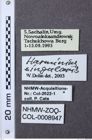 Etiketten zu Harminius singularis (NHMW-ZOO-COL-0008947)